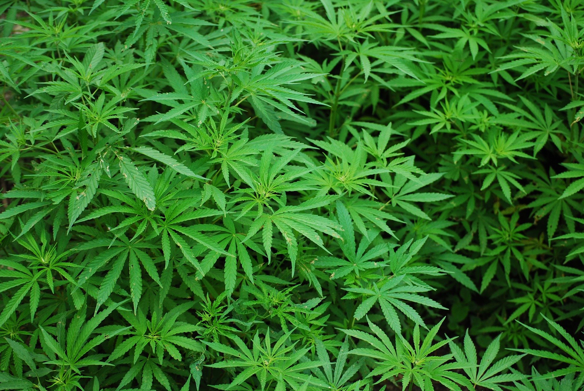 Weed je v podstate marihuana alebo aj tráva